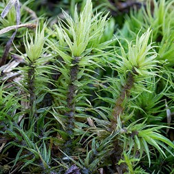 Dicranum polysetum (wrinkled broom moss)
